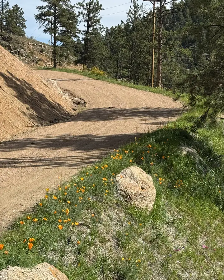 Freshly graded mountain driveway curving past a cut slope and a boulder edged with wildflowers in Conifer, Colorado