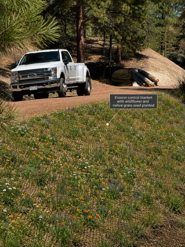 Slope covered in erosion control blanket with wildflower and native grass seed growing, beside a graded mountain road in Conifer, Colorado